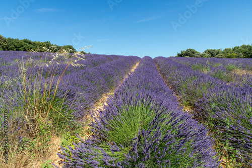 Sunny lavender France - in many raws