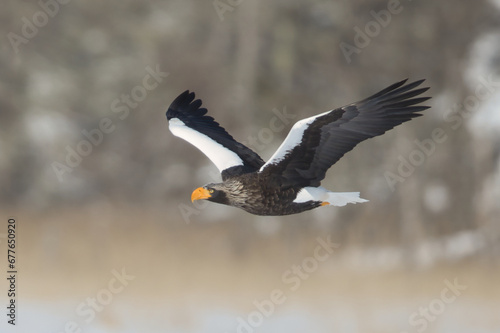 Haliaeetus pelagicus photo