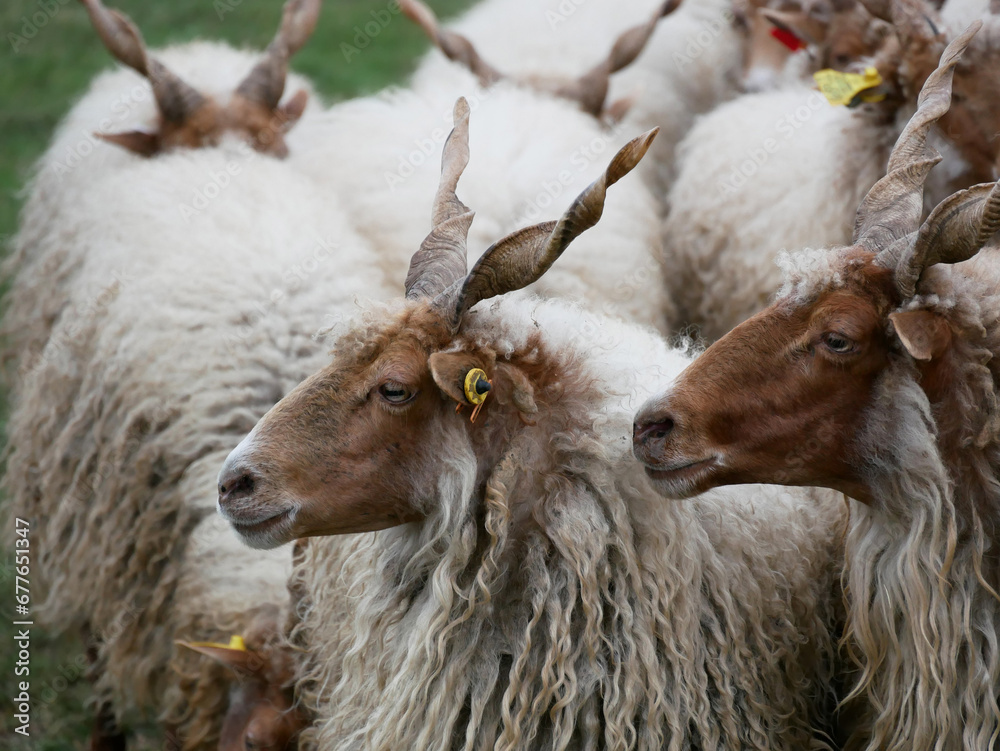 Sheep at Hortobagy in Hungary