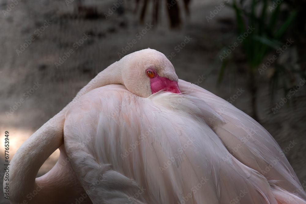 Fototapeta premium Portrait of a Sleeping Flamingo 