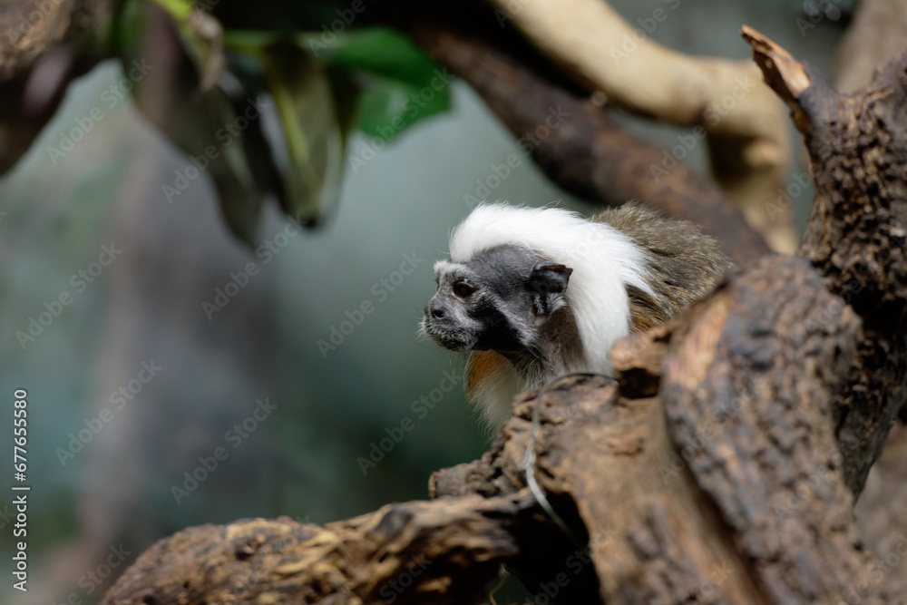 Obraz premium Monkey cotton-top tamarin, Saguinus oedipus - small New World monkey sits on a branch. Denizen tropical forest edges and secondary forests in northwestern Colombia. Cotton head monkey. Zoology