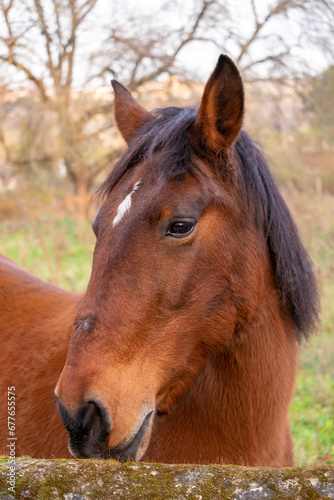 Nice portrait of a real brown horse with a white mole on its forehead, in the field and looking at the camera.