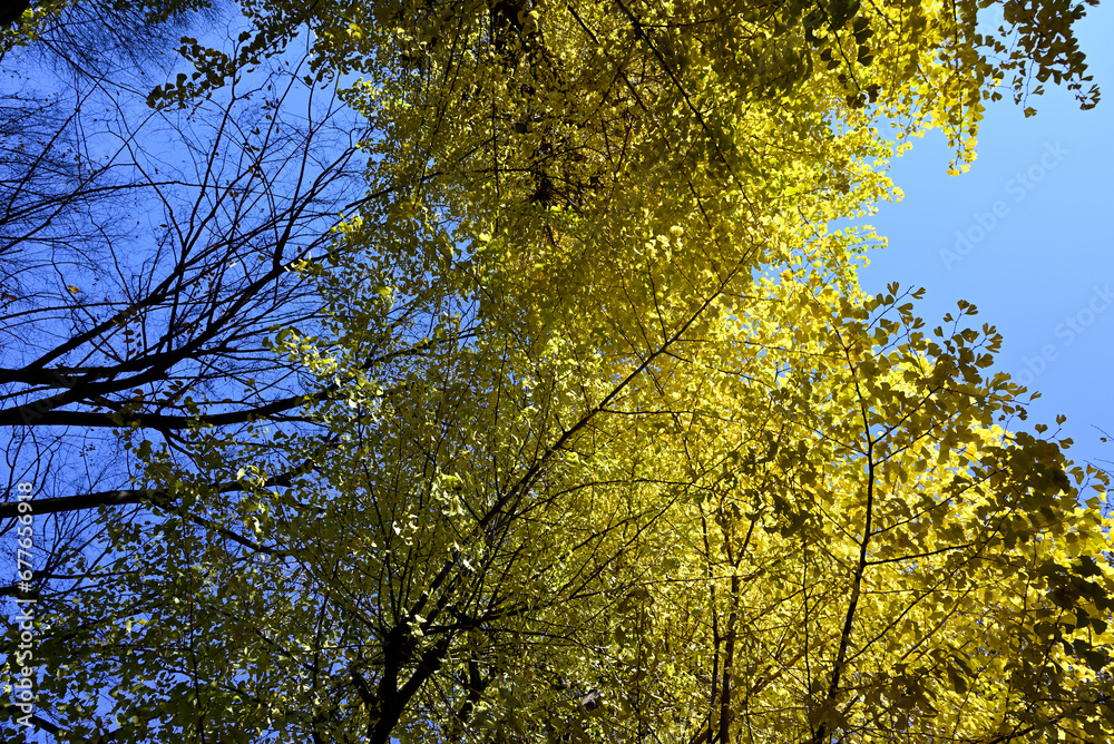 Fototapeta premium Gingko rees with yellow leaves and blue sky