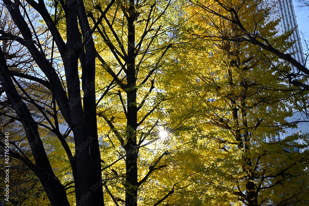 Gingko rees with yellow leaves and blue sky Gingko rees with yellow leaves and blue sky