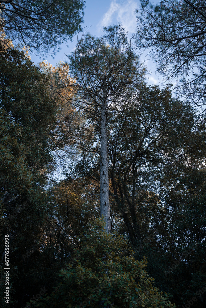 Upward View of Pine Tree in Shadow with Partially Cloudy Sky Upward View of Pine Tree in Shadow with Partially Cloudy Sky