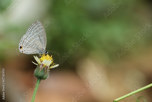 white butterfly on a flower © Lakshan
