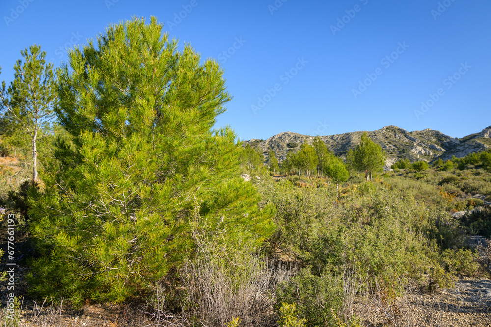 A pine tree in the morning in the Alpilles A pine tree in the morning in the Alpilles