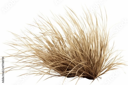 tuft of dry grass, desert plant isolated on white background, Generative AI
