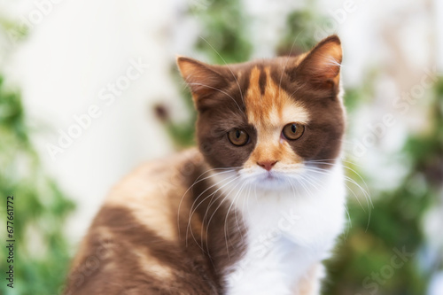 Porträt einer jungen Britisch Kurzhaar Katze © Heidi Bollich