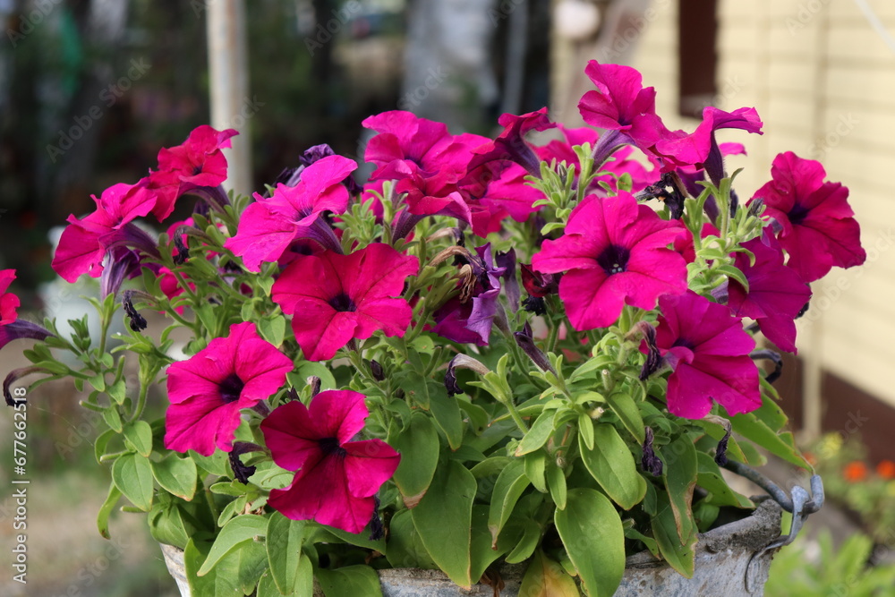 pink flowers in a garden