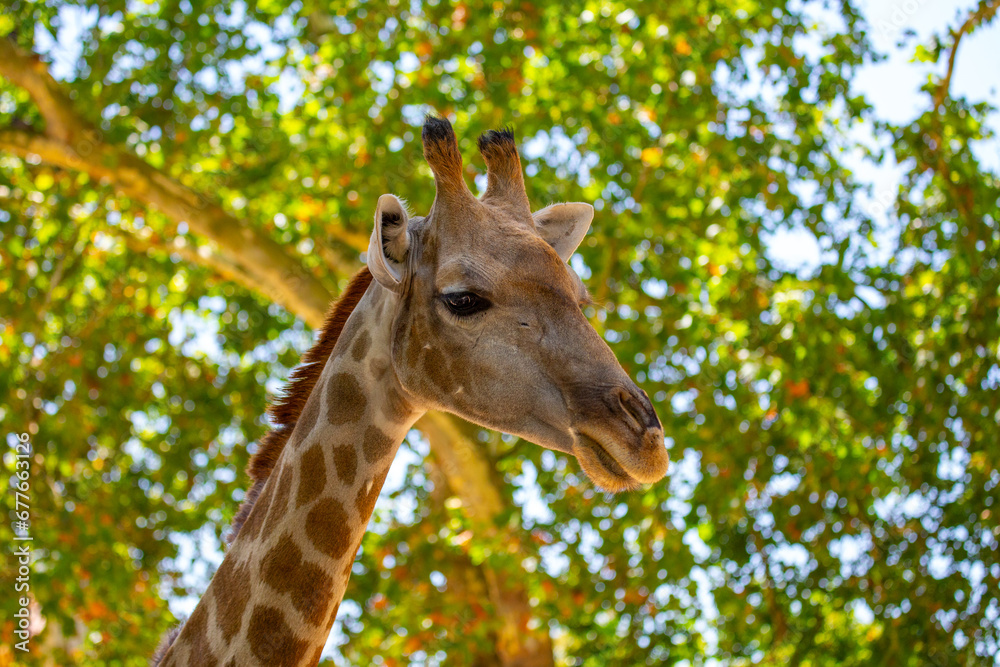 Graceful Giraffe (Giraffa camelopardalis) spotted outdoors Graceful Giraffe (Giraffa camelopardalis) spotted outdoors