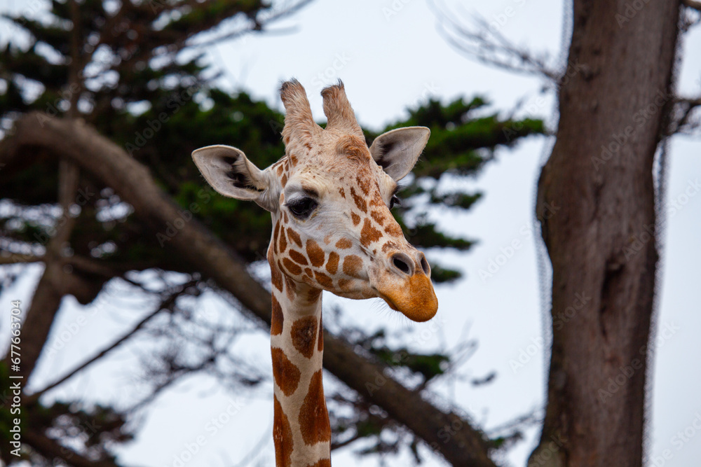 Graceful Giraffe (Giraffa camelopardalis) spotted outdoors Graceful Giraffe (Giraffa camelopardalis) spotted outdoors