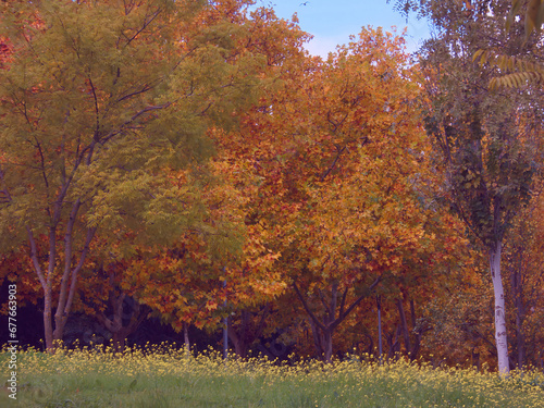 upadek, jesień, park, drzewa, krajobraz, natura, żółty, pora roku, pomarańczowy, kolor, na zewnątrz, piękny, piękno, kolorowy,