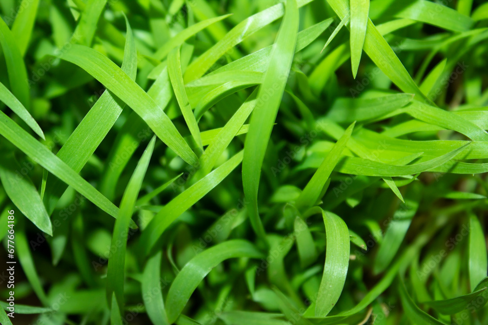 Green grass background. Close up of green grass texture. Natural background. Green grass background. Close up of green grass texture. Natural background.