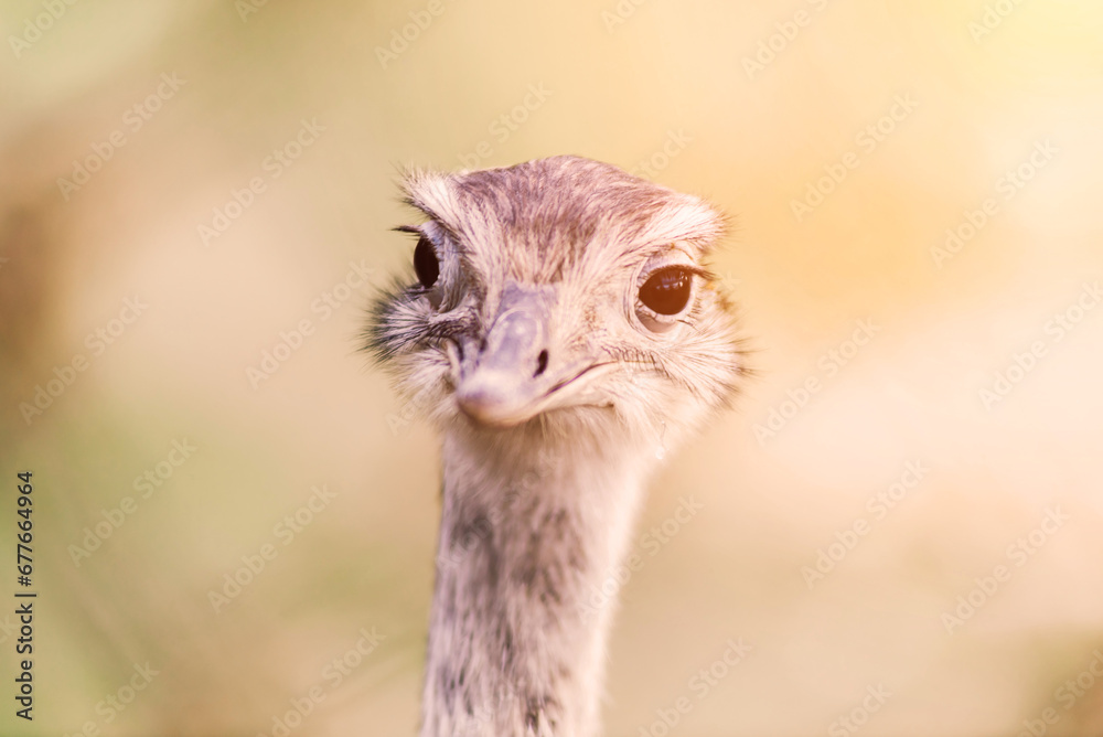 Ostrich head close up, autumn weather park outdoors
