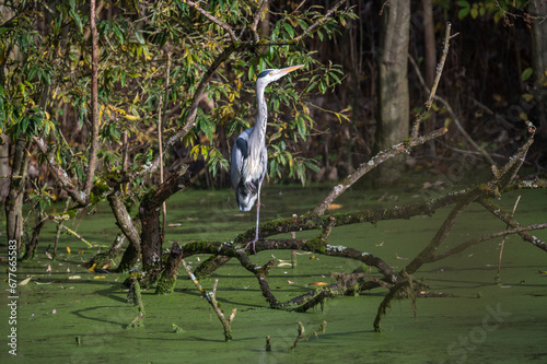 Graureiher beim Fischfang auf Baumstamm im See photo