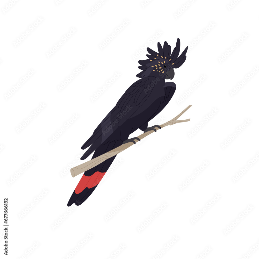 Fototapeta premium Banksian, red tailed black cockatoo sitting on branch. Tropical parrot with fluffed crest. Exotic bird, australian wild animal. Feathered pet. Flat isolated vector illustration on white background