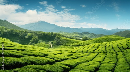 Photograph of Green tea plantation landscape, mountains, highland plants