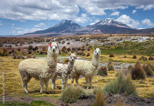 View of Alpaca animals in front of Nevado Sajama, an extinct stratovolcano with snow on top, Sajama National Park, Bolivia.