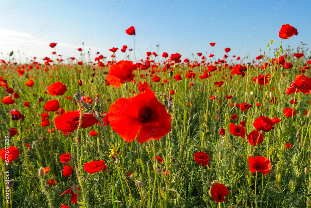 Obraz premium Poppy field in the Crimea. A beautiful field of wild red poppies at sunset in the evening. Sunset over a poppy field in the countryside. Red poppies on a poppy field. Russia