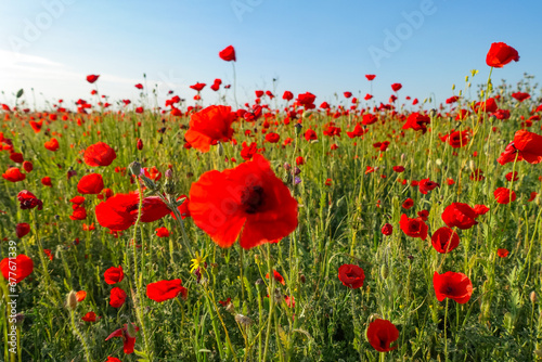 Fototapeta Naklejka Na Ścianę i Meble -  Poppy field in the Crimea. A beautiful field of wild red poppies at sunset in the evening. Sunset over a poppy field in the countryside. Red poppies on a poppy field. Russia