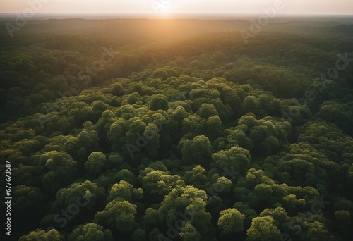 Beautiful green amazon forest landscape at sunset sunrise Adventure explore air dron view vibe