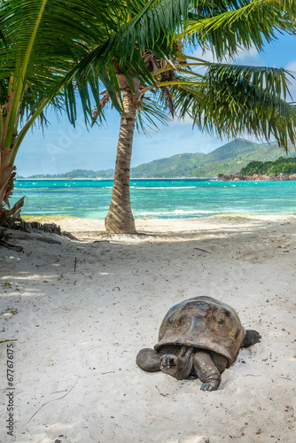 Giant Tortoise on the beach at Curieuse island, Seychelles