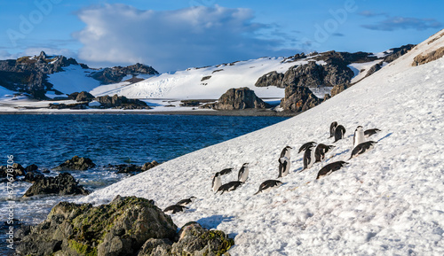Chinstrap Penguins - South Shetland Islands - Antarctica