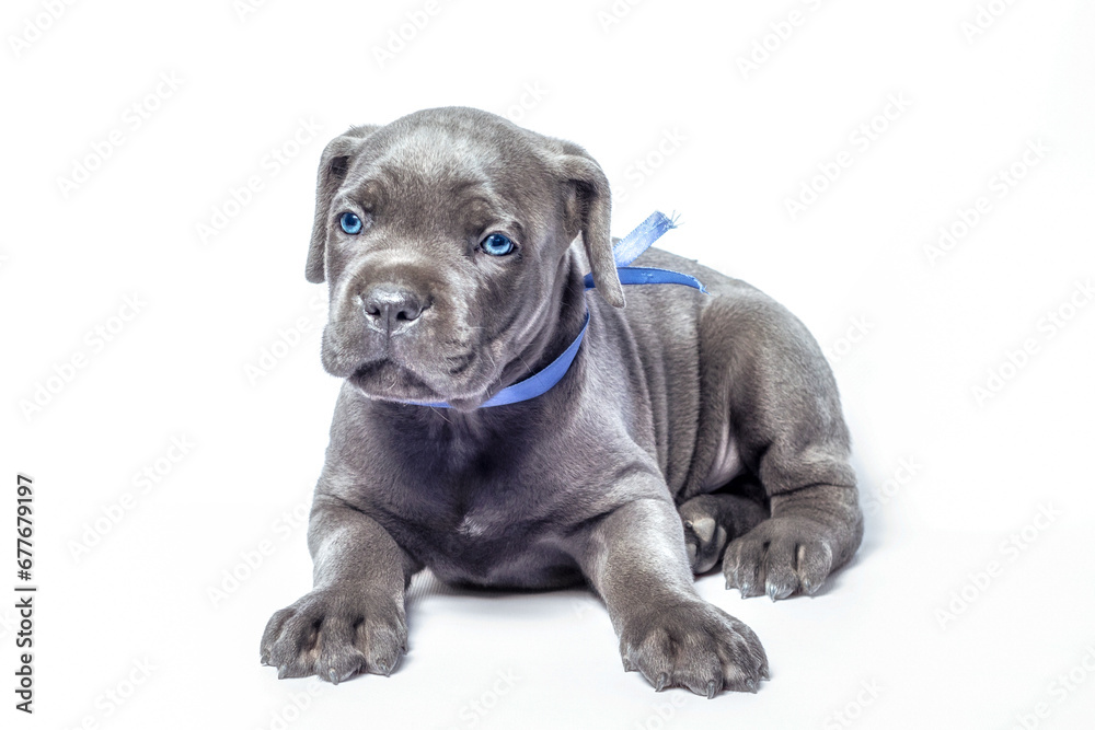 Fototapeta premium little puppy dog ​​of breed canecorso on a white background in isolation close up