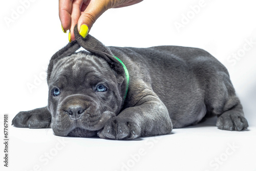 little puppy dog ​​of breed canecorso on a white background in isolation close up photo