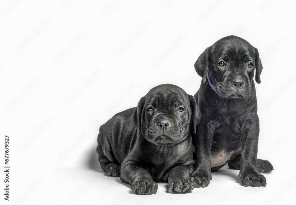 couple little puppy dog of breed canecorso on a white background in isolation close up couple little puppy dog of breed canecorso on a white background in isolation close up
