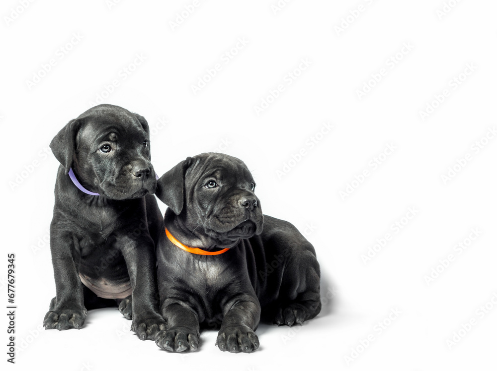 couple little puppy dog of breed canecorso on a white background in isolation close up couple little puppy dog of breed canecorso on a white background in isolation close up