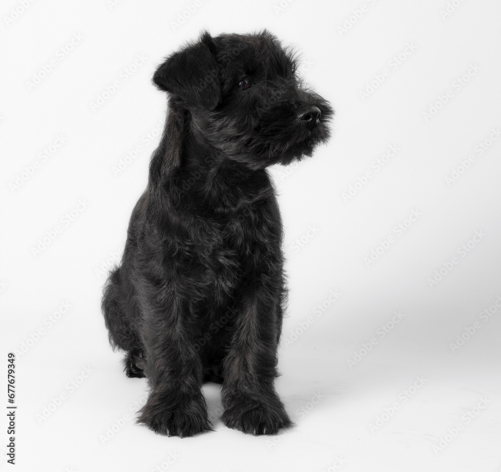 little black puppy breed miniature schnauzer on a white background close up isolated