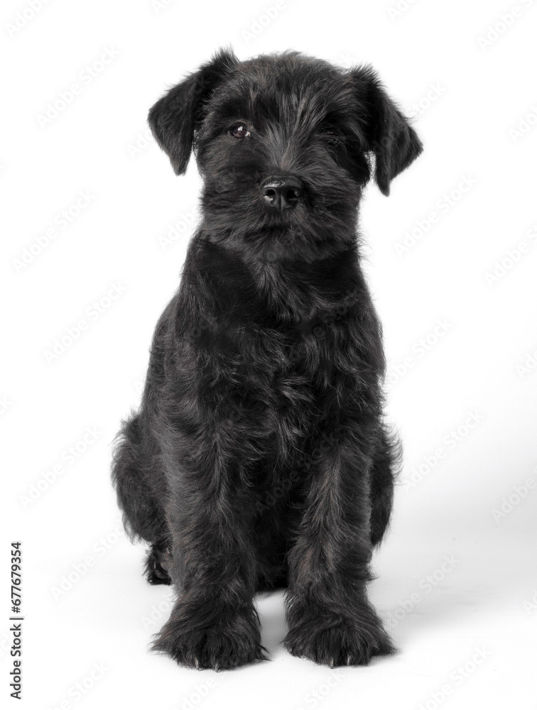 little black puppy breed miniature schnauzer on a white background close up isolated