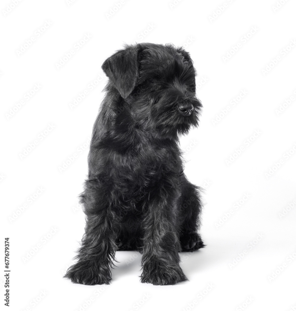 little black puppy breed miniature schnauzer on a white background close up isolated little black puppy breed miniature schnauzer on a white background close up isolated