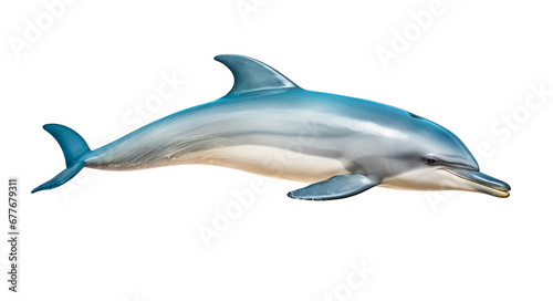 dolphin isolated on white background