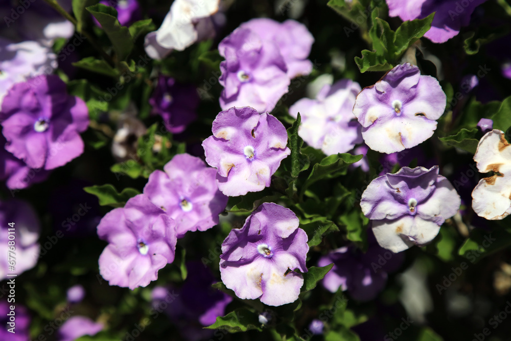Brunfelsia Pauciflora blooms, New South Wales Australia
Brunfelsia Pauciflora blooms, New South Wales Australia