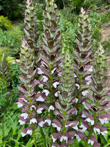  Acanthus, hungaricus photo