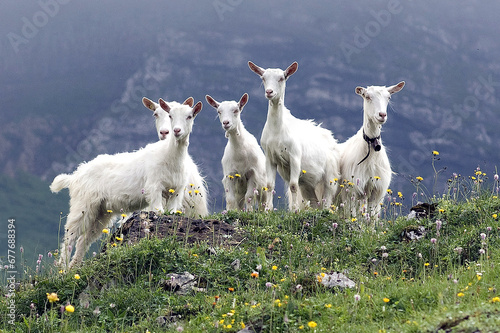 Obraz na płótnie Appenzeller goat