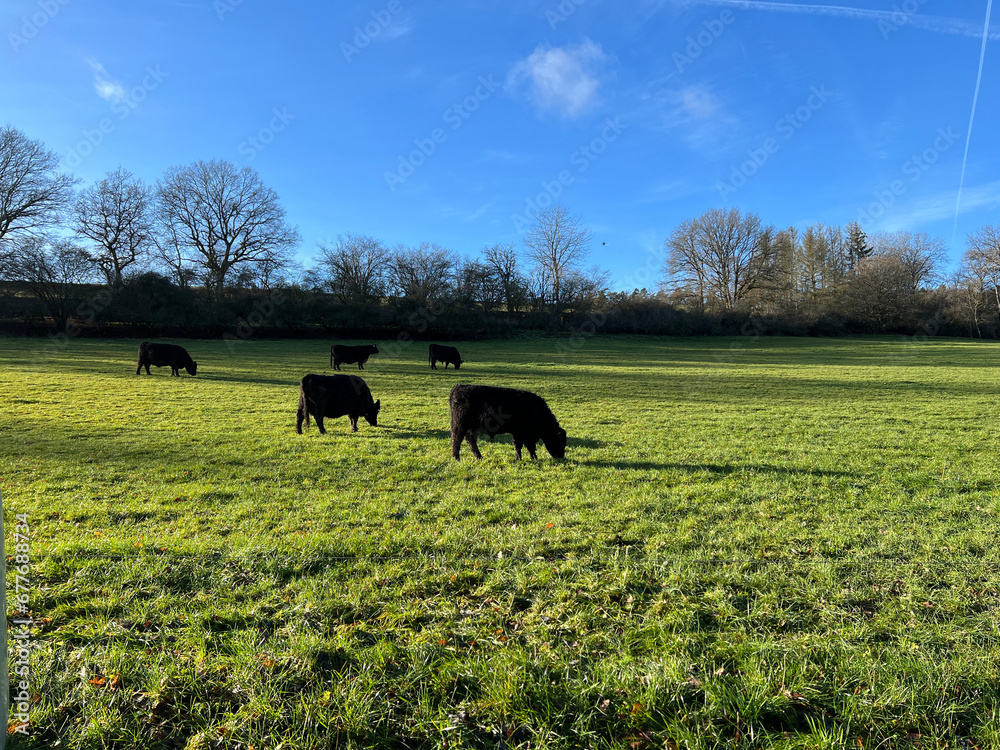 Galloway Beef Belted Galloway Beef Belted
