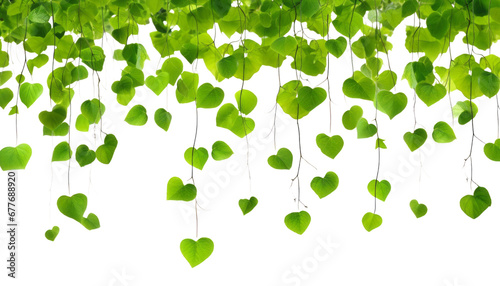 green leaves ivy isolated on transparent background cutout