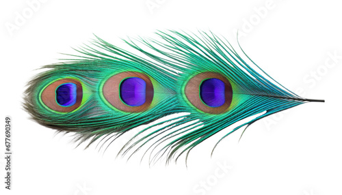 peacock feather isolated on transparent background cutout