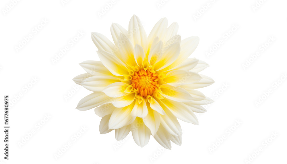 white flower isolated on transparent background cutout white flower isolated on transparent background cutout