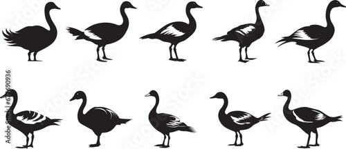 Black and white wild geese are flying. Bird hunting logo. Canadian goose. Black isolated flying bird.