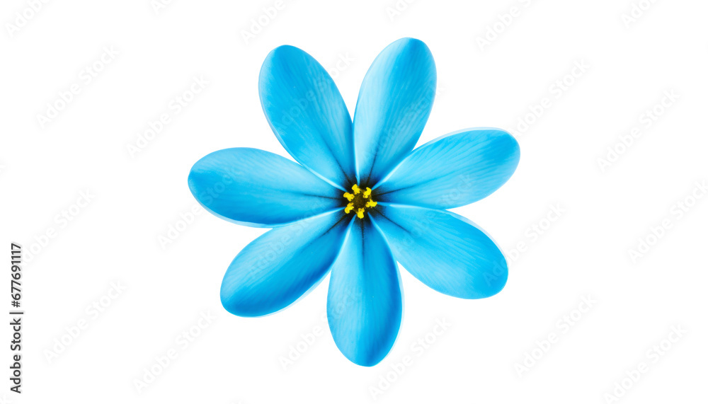 Fototapeta premium blue flower isolated on transparent background cutout