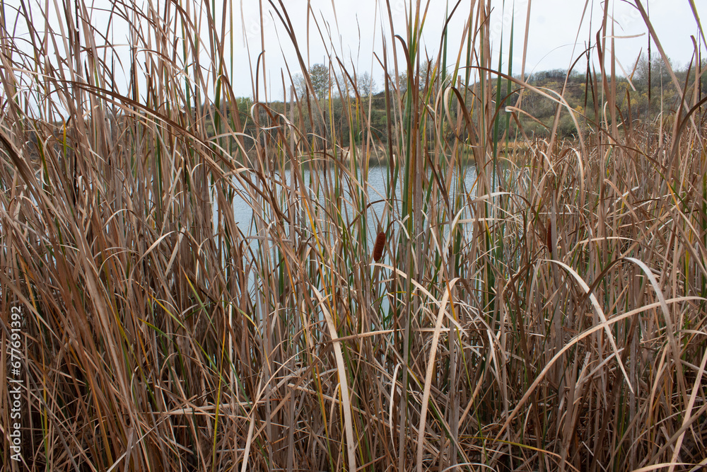 Fototapeta premium Panorama of the lake with bulrush. View through burlish. Autumn landscape.