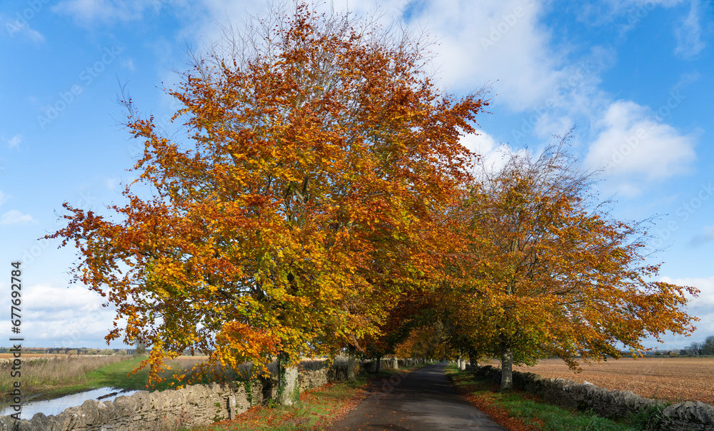 Beech tree lined country lane in the Cotswold Area of Outstanding Natural Beauty, England in autumn Beech tree lined country lane in the Cotswold Area of Outstanding Natural Beauty, England in autumn