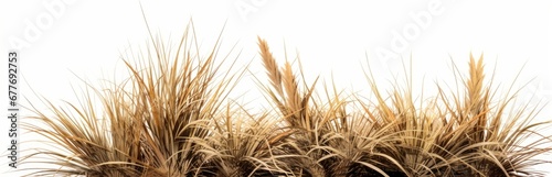 dry grass patch, desert plant isolated on white background banner, Generative AI