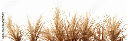 dry grass patch  desert plant isolated on white background banner  Generative AI