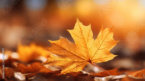 autumn maple golden leaves close illustration orange colorful, fall beautiful, natural yellow autumn maple golden leaves close